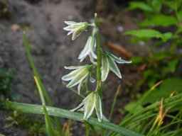 Ornithogalum nutans